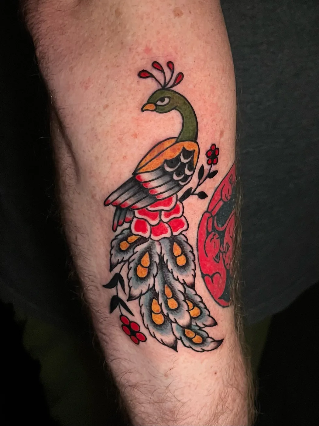 Traditional peacock forearm piece by Ky Bell, Alliance Tattoo Eugene Oregon